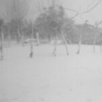 Nevicata_1956