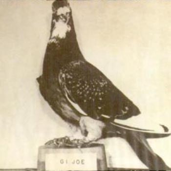 02 GI_Joe