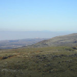 Calvo