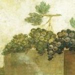 Il nobile e rinomato vino di Cales