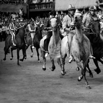 Palio_Calvi