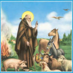 ‘U purcigliucciu ‘e Sant’Antonio