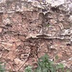 I fossili di 120 milioni di anni fa